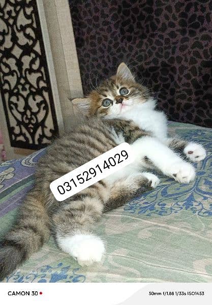 Persian exotic female kitten available 2