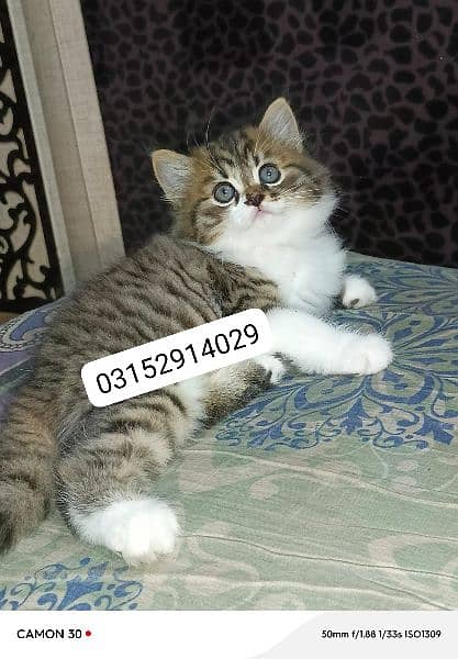 Persian exotic female kitten available 3