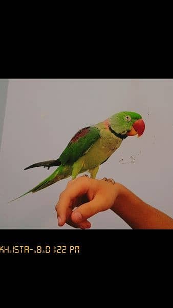 Raw young an bigger parrot for sale 0