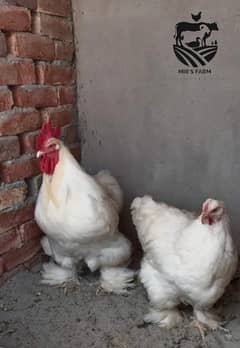 Egg laying hens + fancy breeds