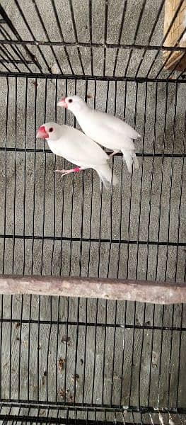 2 Breeder pair white java & 13 Breeder piece Finch 1