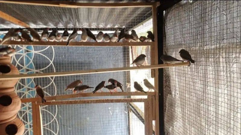 2 Breeder pair white java & 13 Breeder piece Finch 3