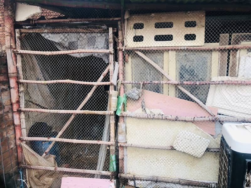 hen pigeon goat cage frame khuda pinjra for sale 1