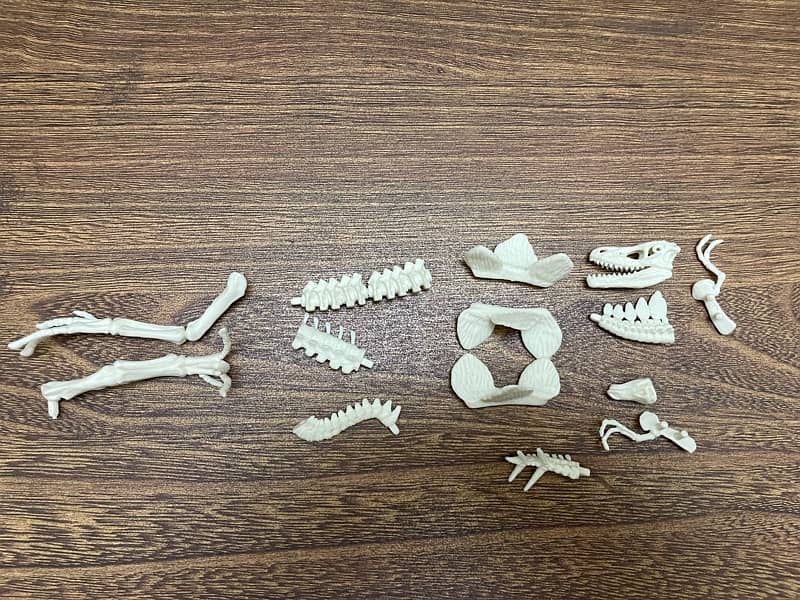 Dinosaur Skeleton Figures 4