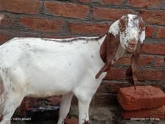 Pure Dessi Bakri|Goat|Bahawalpur ki nasl ki bakri