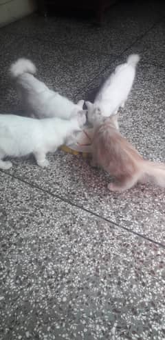 Adorable 3rd Generation Persian Kittens for Sale – Ready for a Loving 0