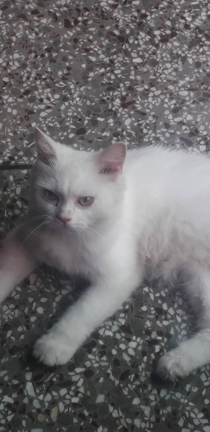 Adorable 3rd Generation Persian Kittens for Sale – Ready for a Loving 2