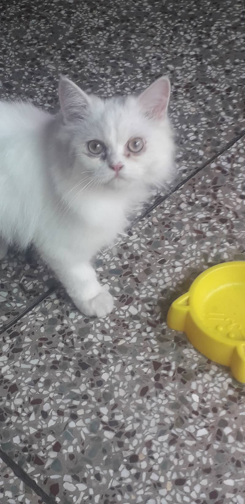 Adorable 3rd Generation Persian Kittens for Sale – Ready for a Loving 3