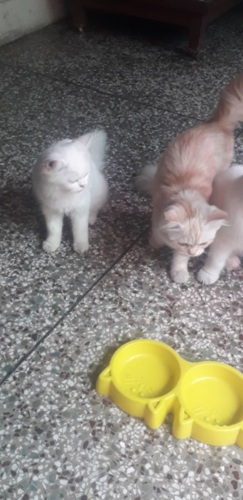 Adorable 3rd Generation Persian Kittens for Sale – Ready for a Loving 6