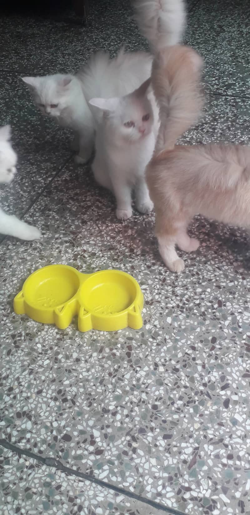 Adorable 3rd Generation Persian Kittens for Sale – Ready for a Loving 7