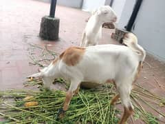 goat for sale