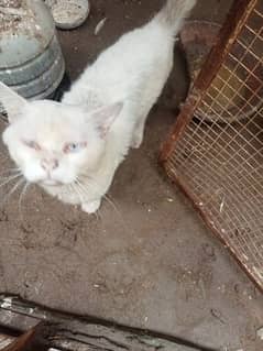 white triple layer cat