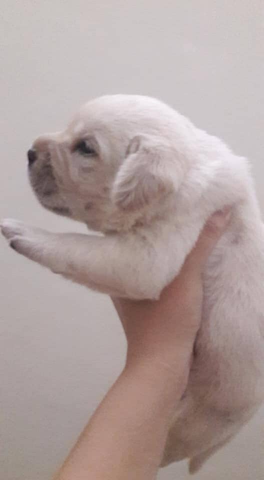 pedigree labrador show class puppy 03014615555 4