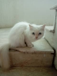 Female white pure Persian