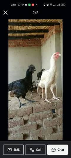 white Heera aseel chicks and ayam Cimani chicks for sale