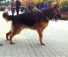 Long Coat German Shepherd Male