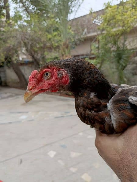 pakistani breed aseel 5