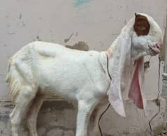 5 months| gulabi abluck goat path for sell not bakra