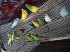 Australian budgie parrot for sale in chakwal