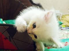 cute kittens playing and friendly