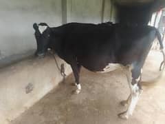 Cow For Sell