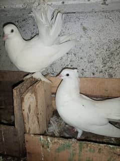 Lucky pigeons pair