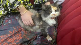 Rassian cat for sale 0