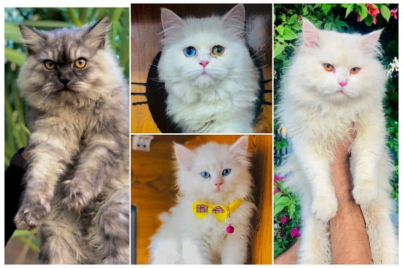 Persian hamalian british punch face piki face cat's and kitten's 0