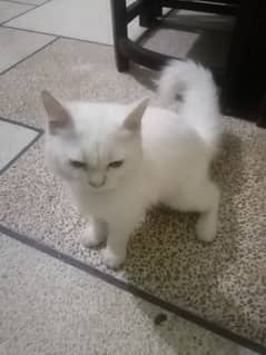 very beautiful white kitty. 0