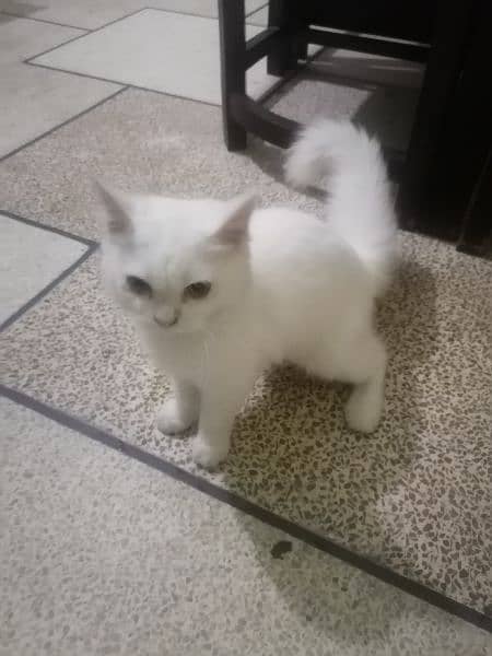 very beautiful white kitty. 2