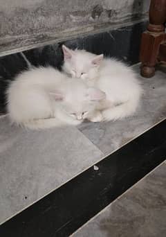 Persian cats blue Eyes for sale