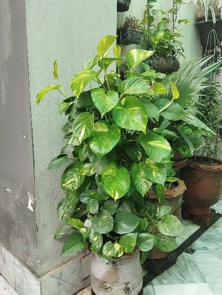 GOLDEN POTHOS PLANT 0