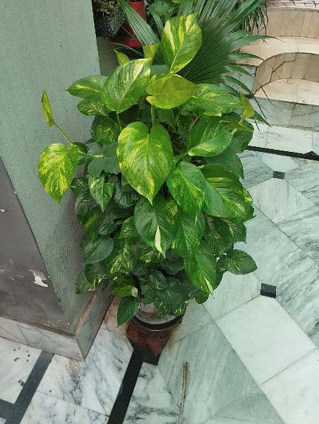 GOLDEN POTHOS PLANT 1