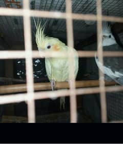 Coctail parrot and comon Latino pair for urjent sell breeder hai bhai