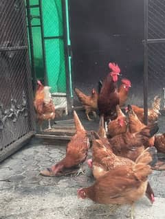 Misri Hens for sale