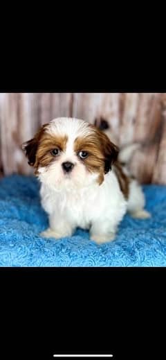 Shihtzu