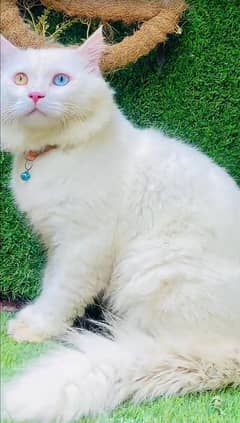 Persian Cats | Persian  Kittens | triple coated | Punch face| odd eyes 0