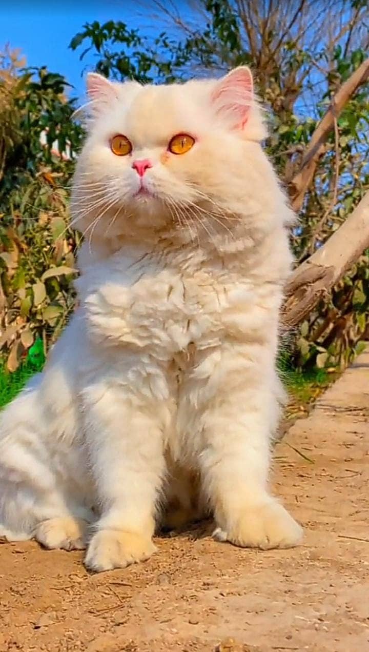 Persian Cats | Persian  Kittens | triple coated | Punch face| odd eyes 6