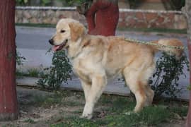 Golden retriever female available for sale