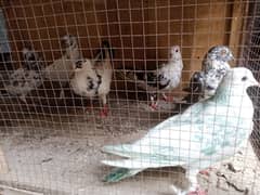 pigeons for sale 6 pieces