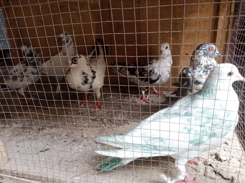 pigeons for sale 6 pieces 0