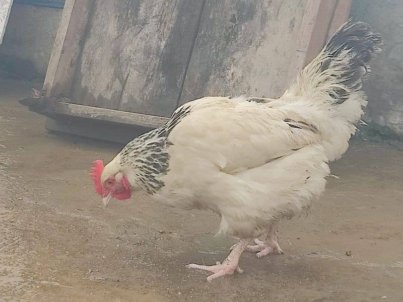 Light Sussex Female 03018329832 - Hens - 1091576666