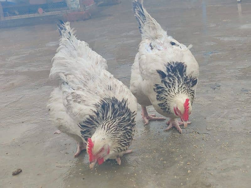 Light Sussex Female 03018329832 - Hens - 1091576666