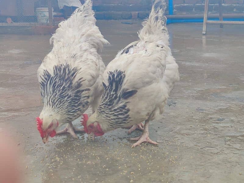 Light Sussex Female 03018329832 - Hens - 1091576666