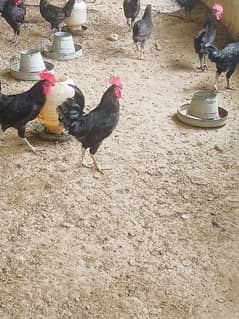 Australorp male for sale