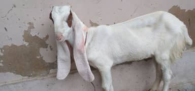 5 months | Gulabi abluck bakri not bakra