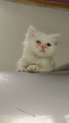 2 Persian kittens tripple coat semi punched