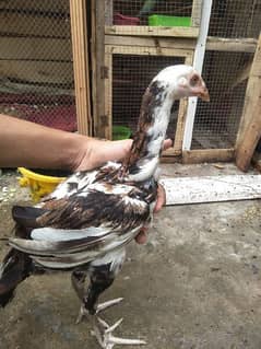 5,6 month pathi aseel for sale