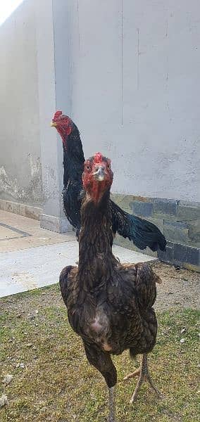 Aseel Shamo Chicks best Quality Availble for sale 4