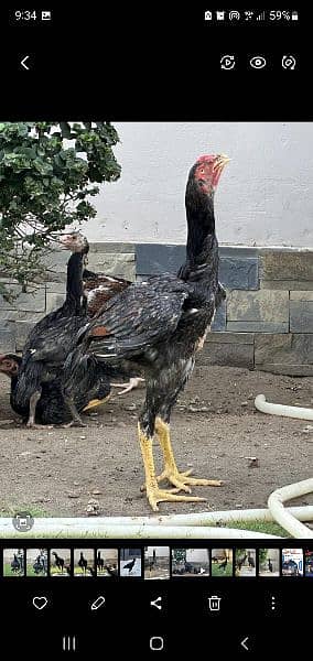 Aseel Shamo Chicks best Quality Availble for sale 5